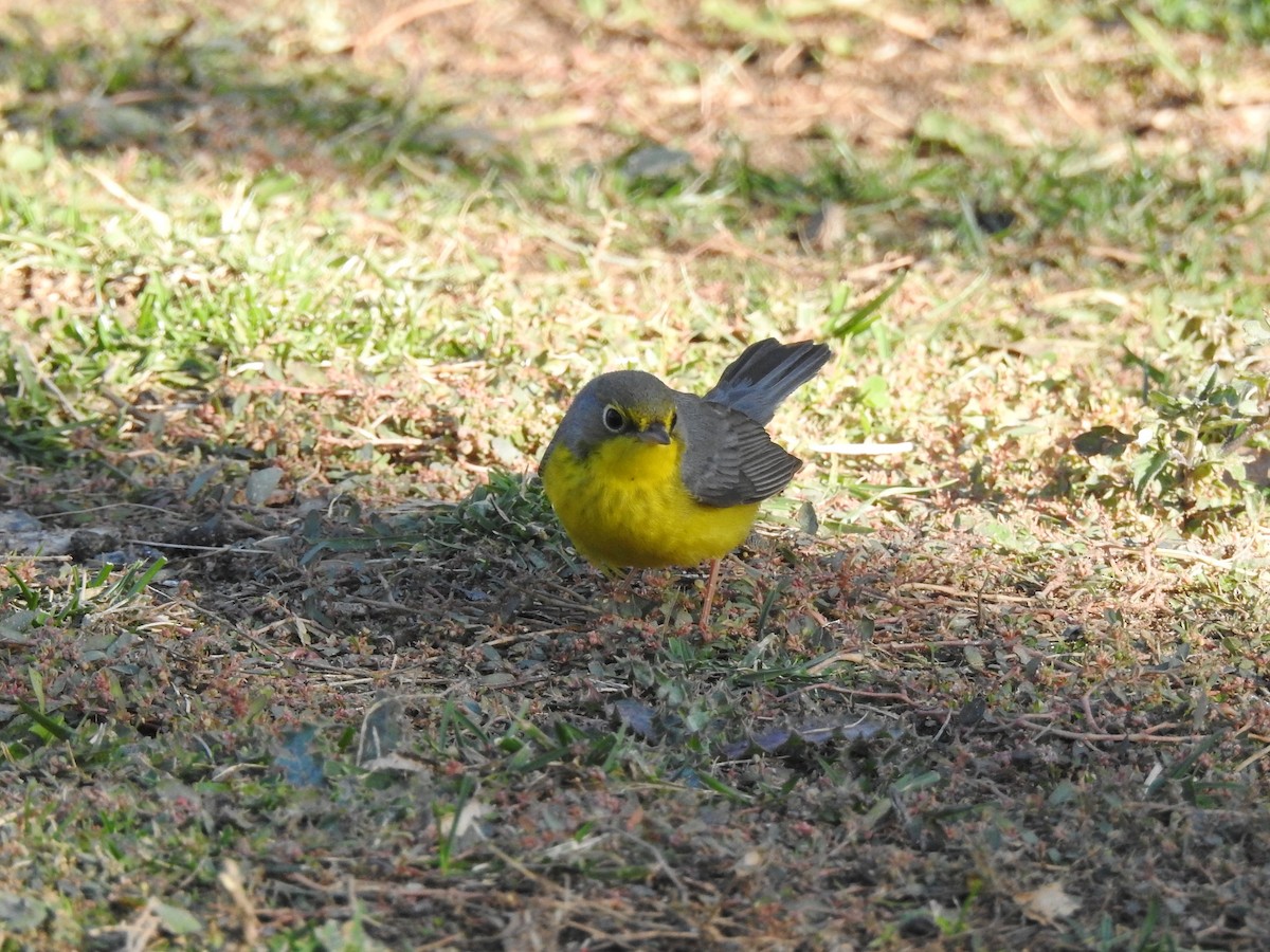 Canada Warbler - ML627839804