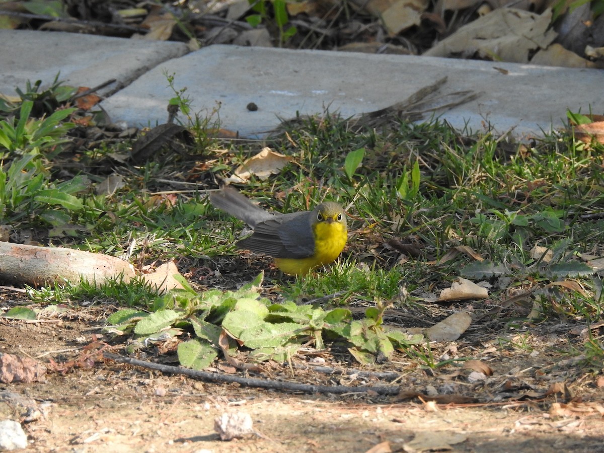 Canada Warbler - ML627839805