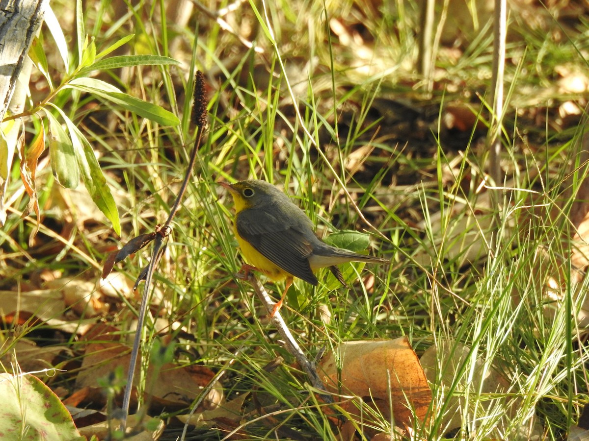 Canada Warbler - ML627839806