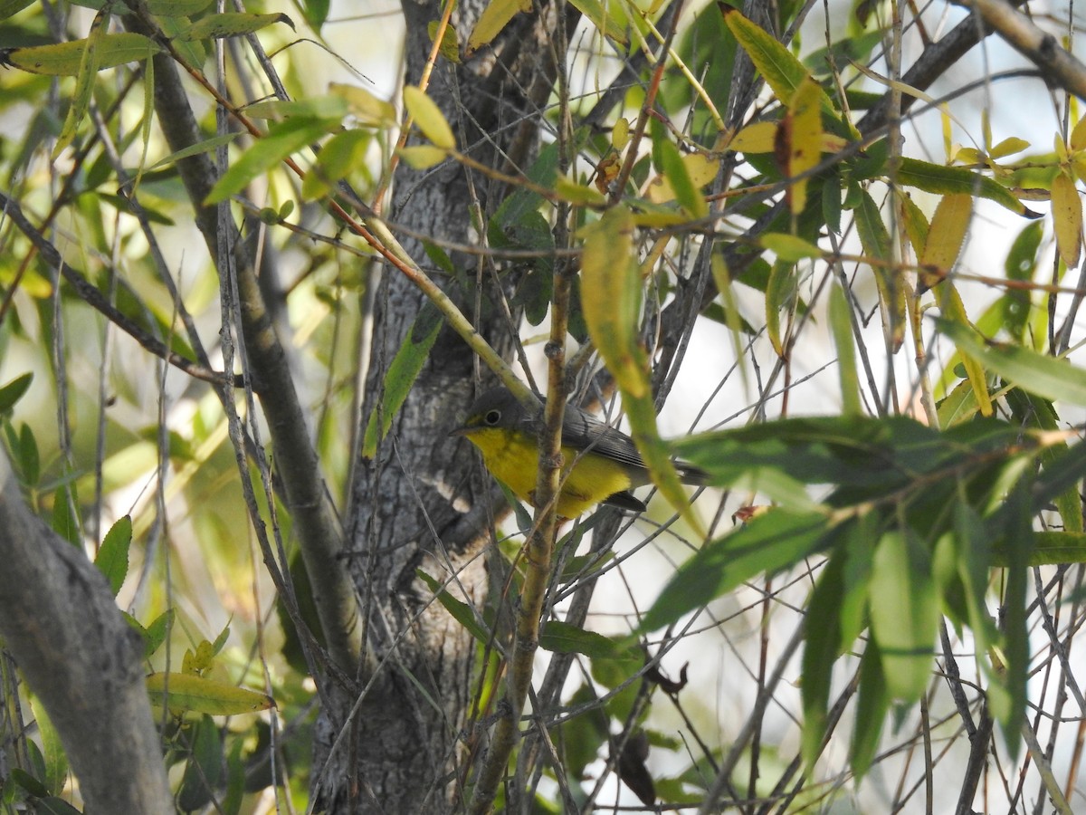 Canada Warbler - ML627839807