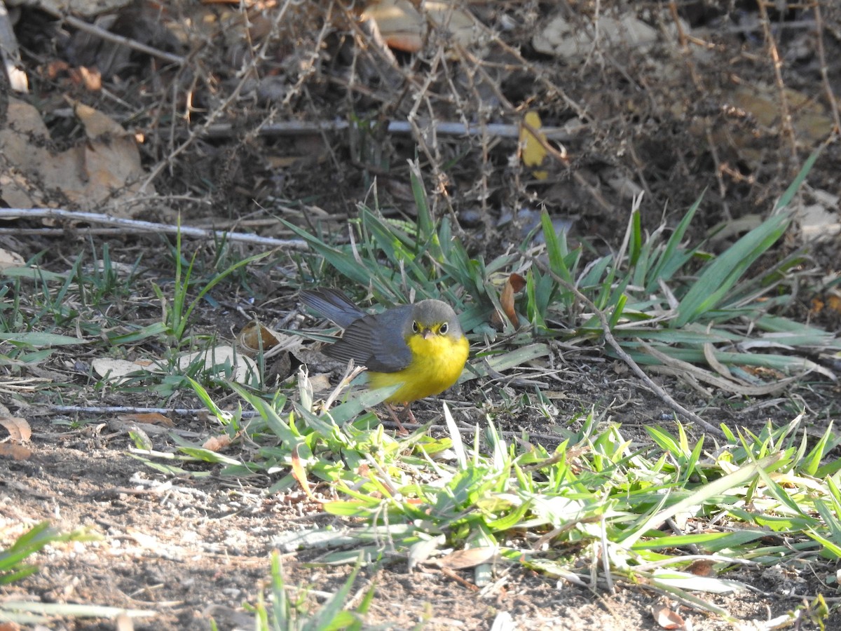 Canada Warbler - ML627839808