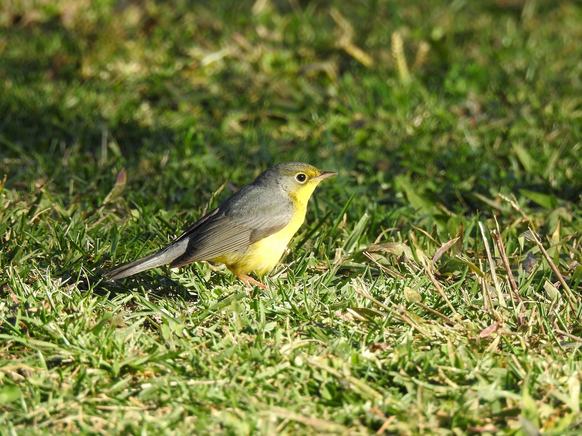 Canada Warbler - ML627839809