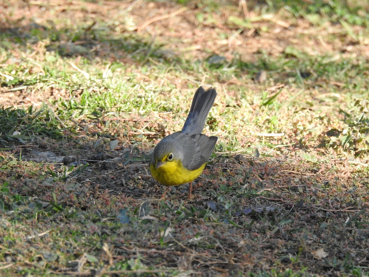 Canada Warbler - ML627839810