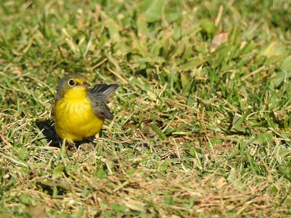 Canada Warbler - ML627839811