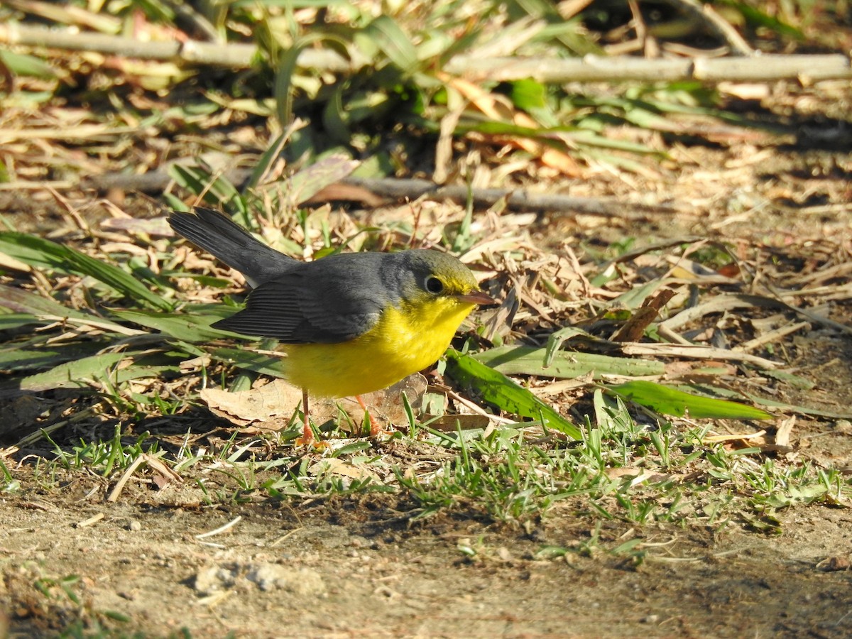 Canada Warbler - ML627839812