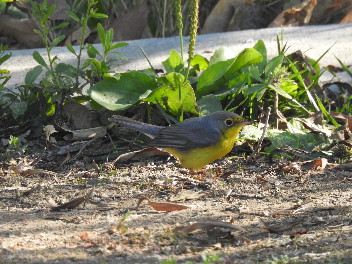 Canada Warbler - ML627839814