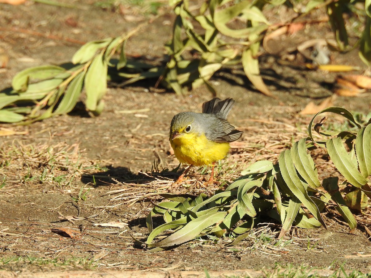 Canada Warbler - ML627839815