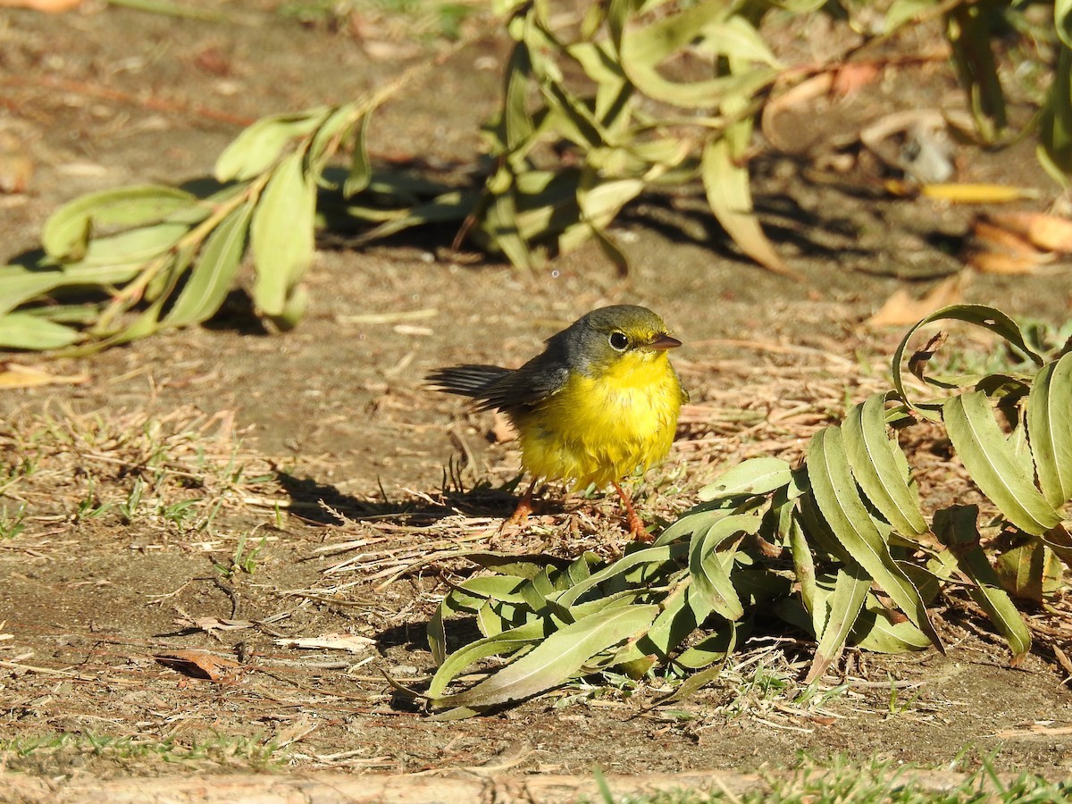 Canada Warbler - ML627839816