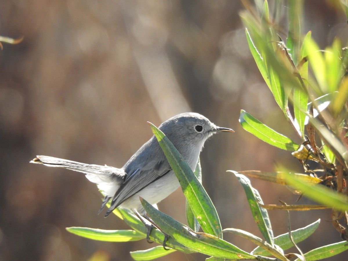 Blue-gray Gnatcatcher - ML627839851