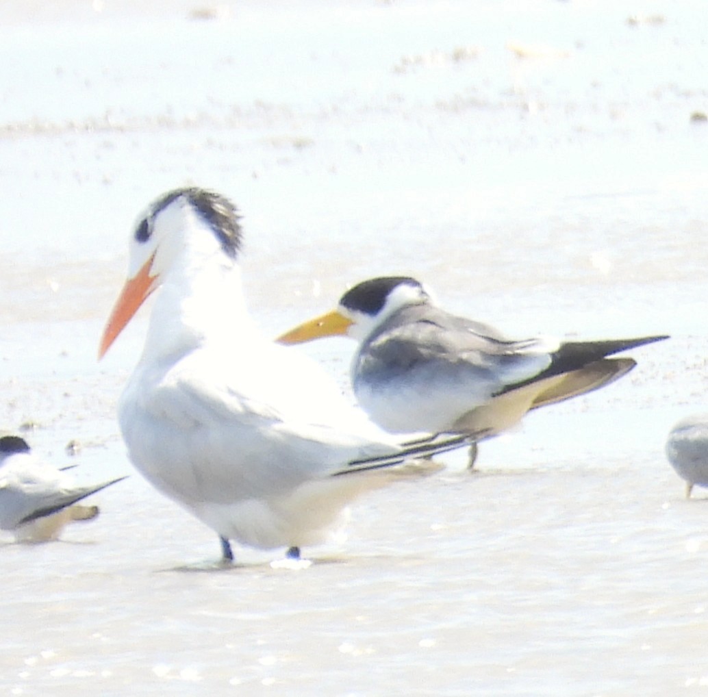 Yellow-billed Tern - ML627839864