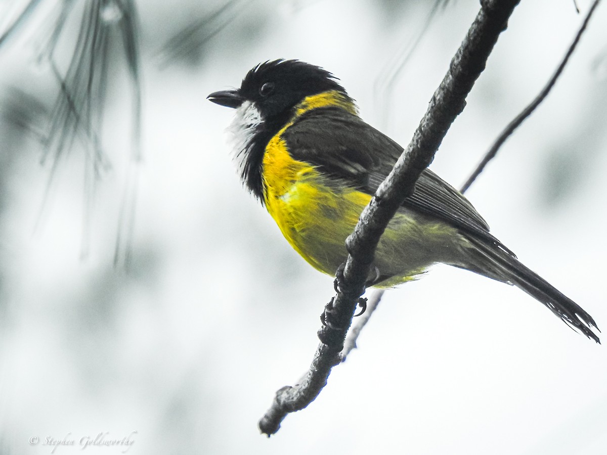 Golden Whistler (Eastern) - ML627839891