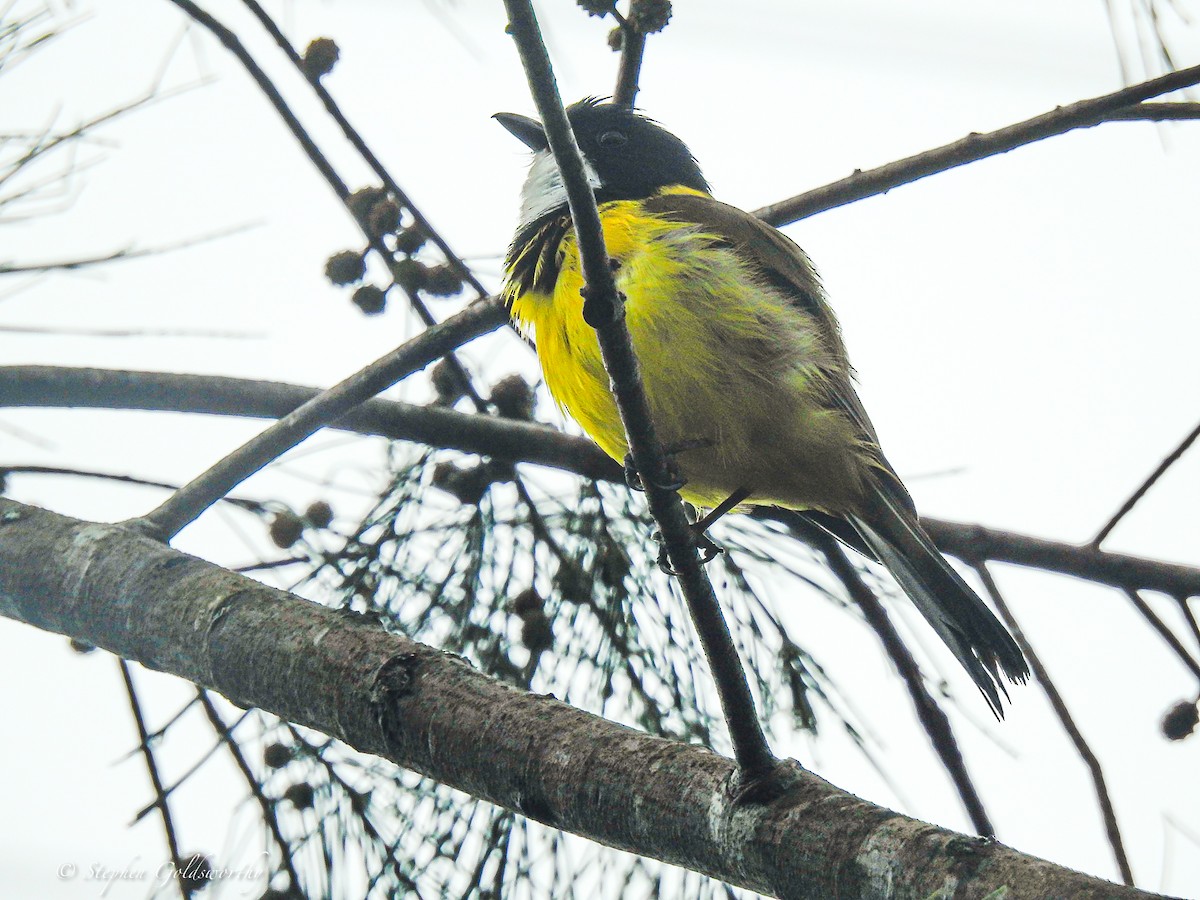 Golden Whistler (Eastern) - ML627839892