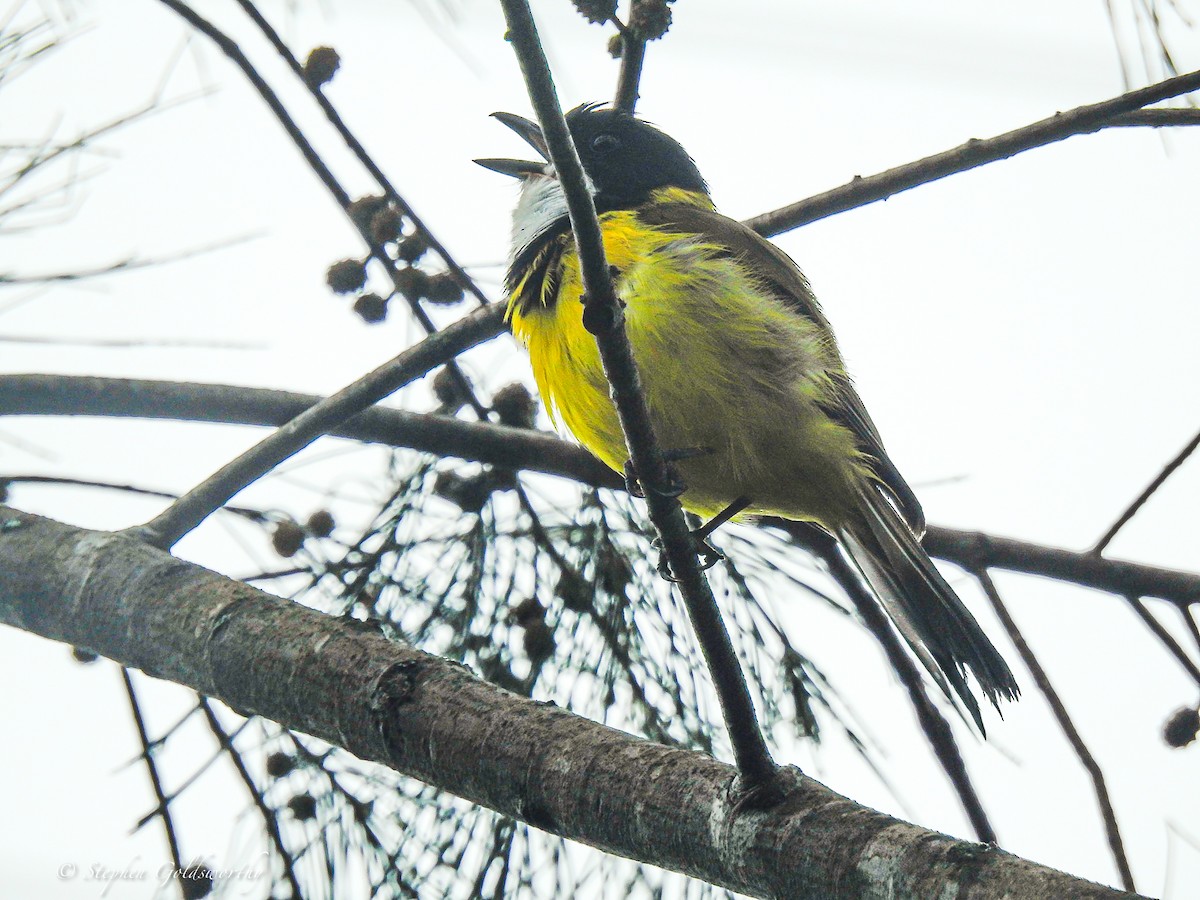 Golden Whistler (Eastern) - ML627839893