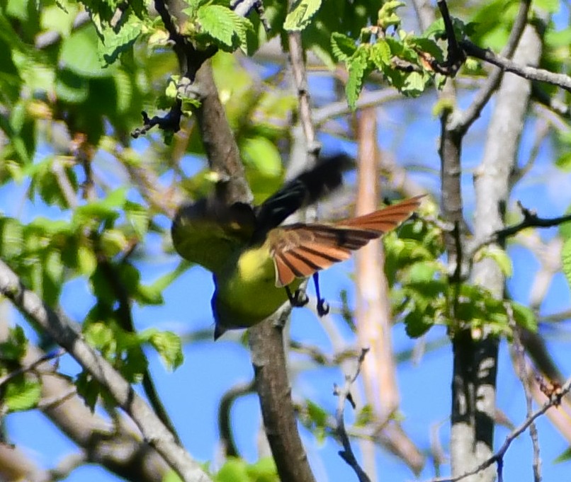 Great Crested Flycatcher - ML627839921