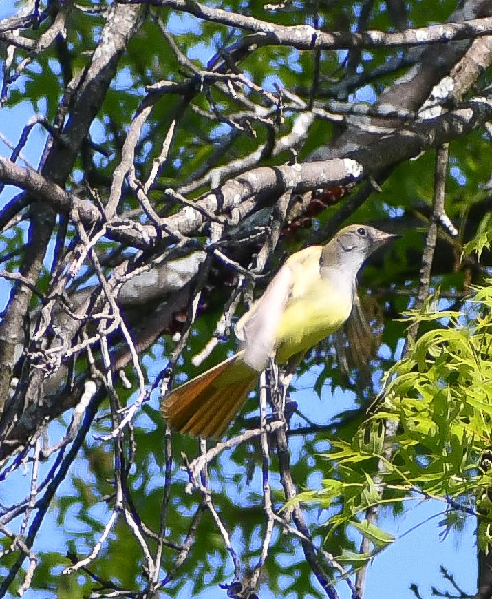 Great Crested Flycatcher - ML627839922