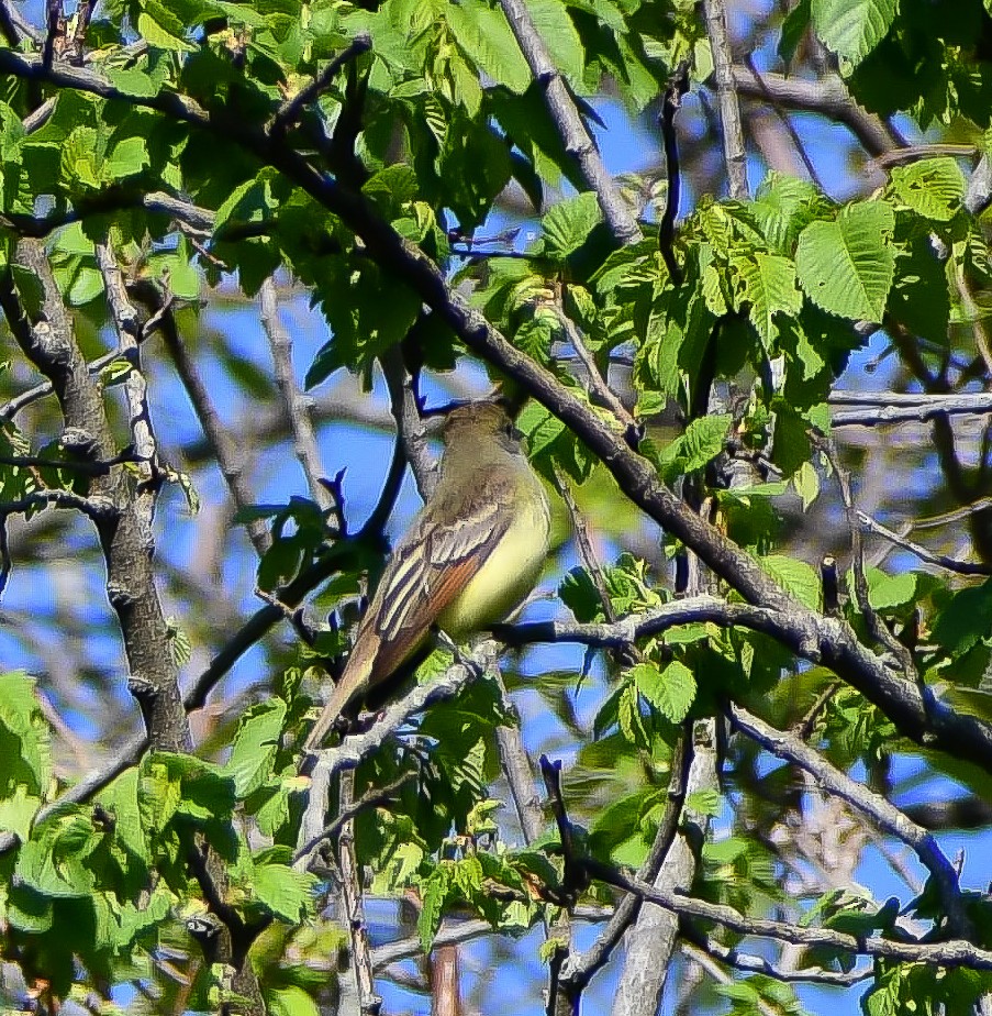 Great Crested Flycatcher - ML627839923