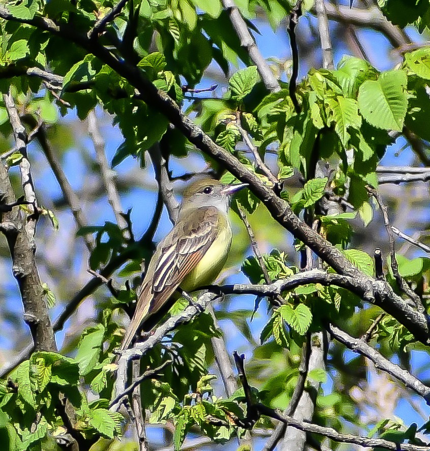 Great Crested Flycatcher - ML627839924