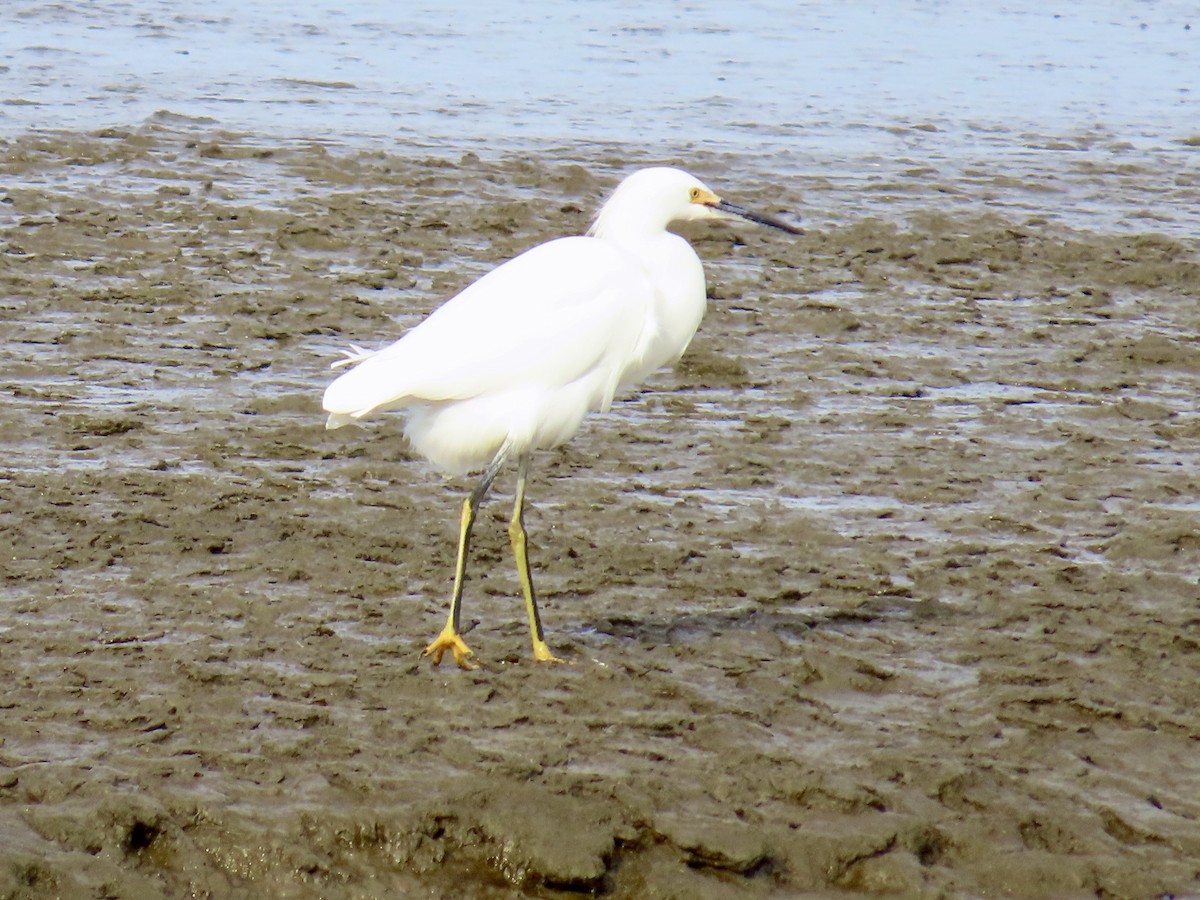 Aigrette neigeuse - ML627839954