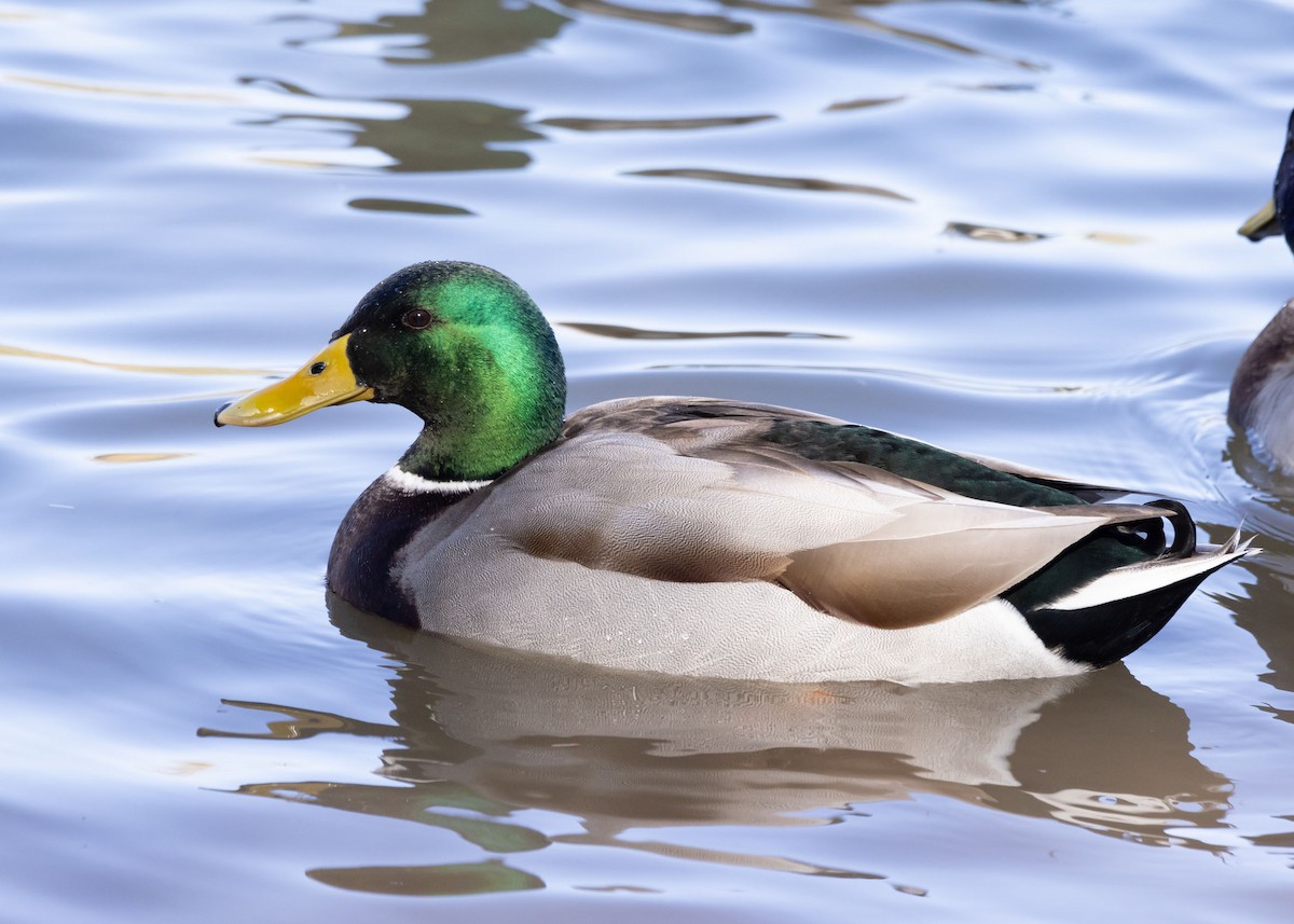 Mallard - ML627839957