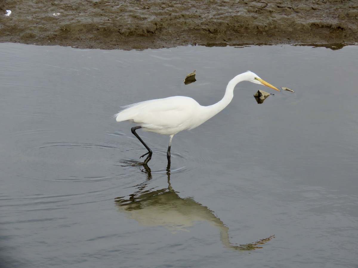 Grande Aigrette - ML627839964