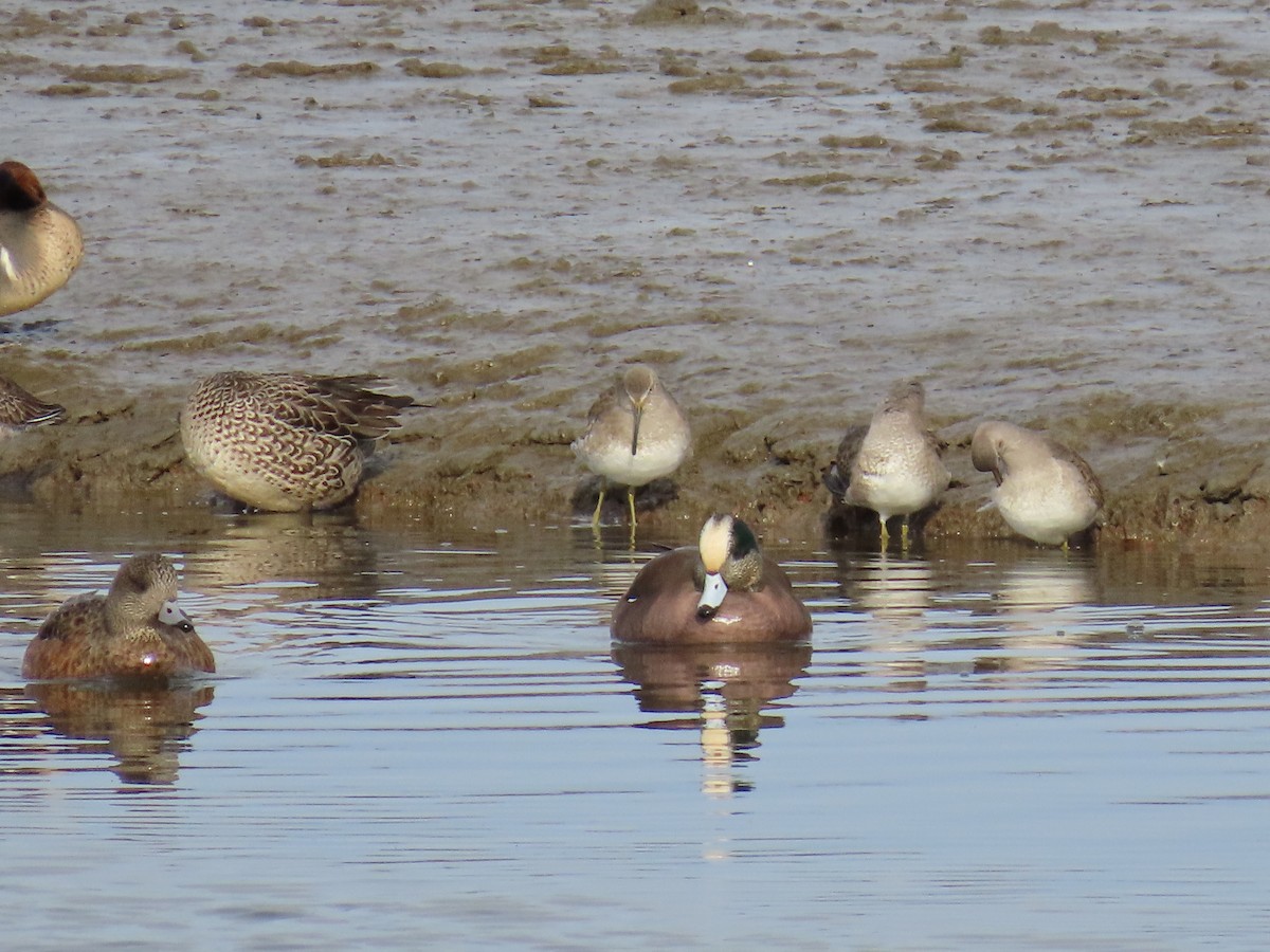 Canard d'Amérique - ML627840011