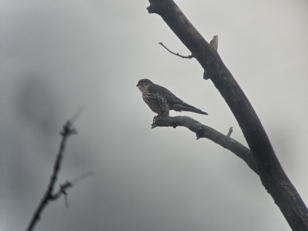 Merlin - ML627840012