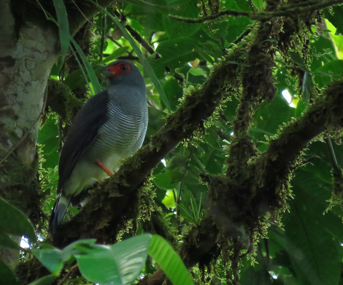 Plumbeous Forest-Falcon - ML627840019