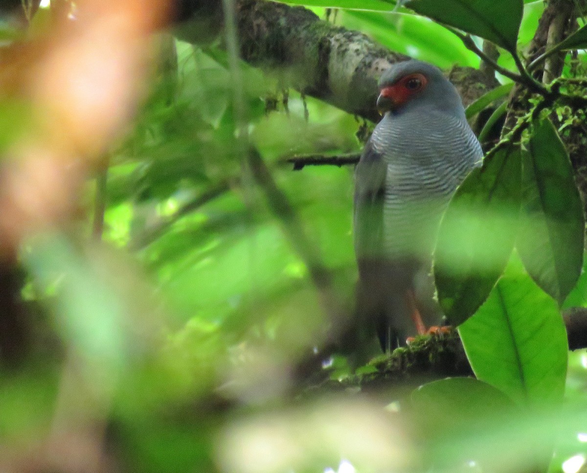 Plumbeous Forest-Falcon - ML627840020
