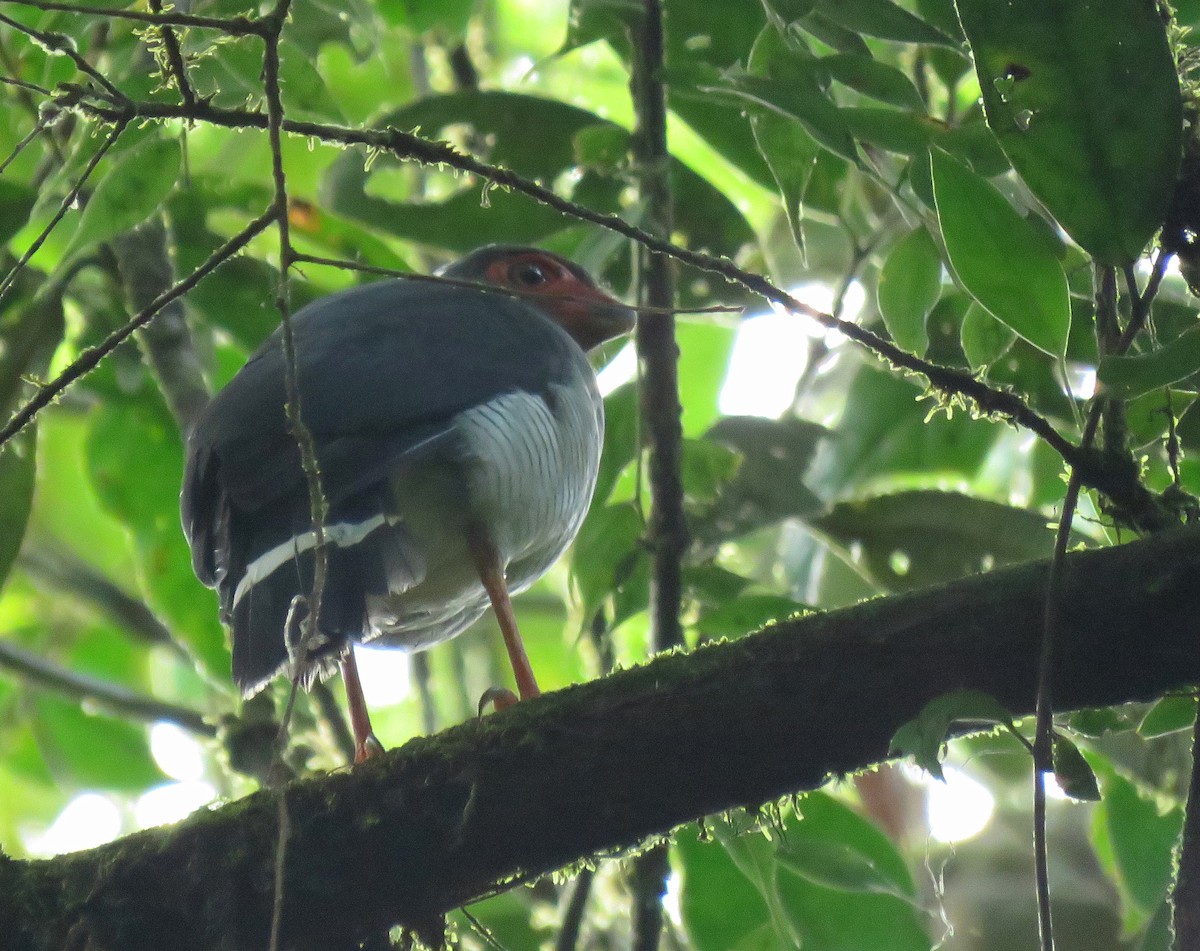 Plumbeous Forest-Falcon - ML627840021
