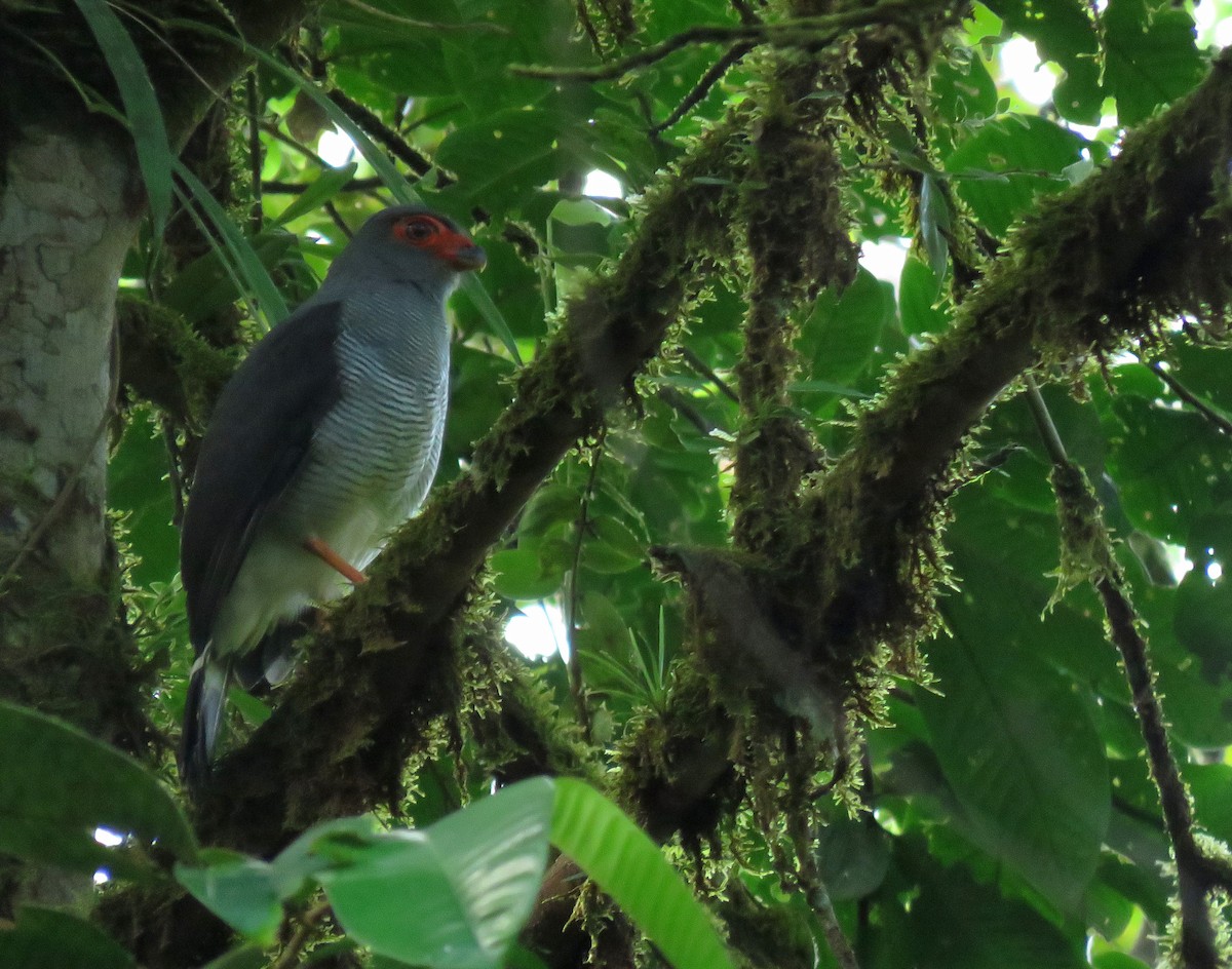 Plumbeous Forest-Falcon - ML627840022
