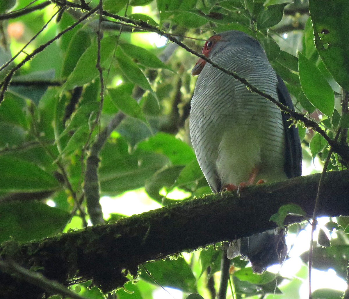 Plumbeous Forest-Falcon - ML627840023