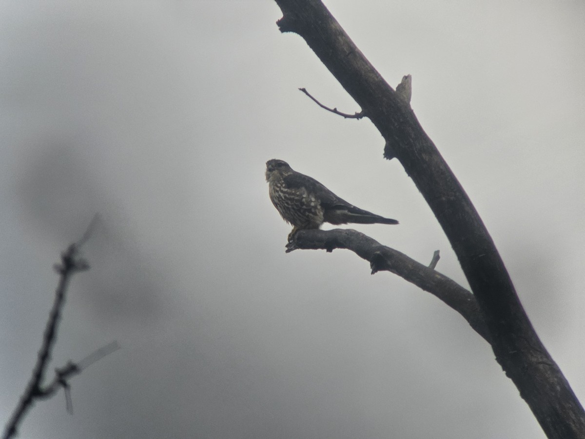 Merlin - ML627840026