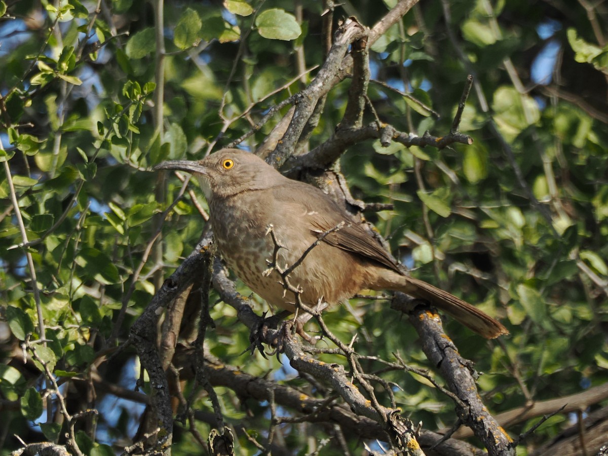 Curve-billed Thrasher - ML627840081