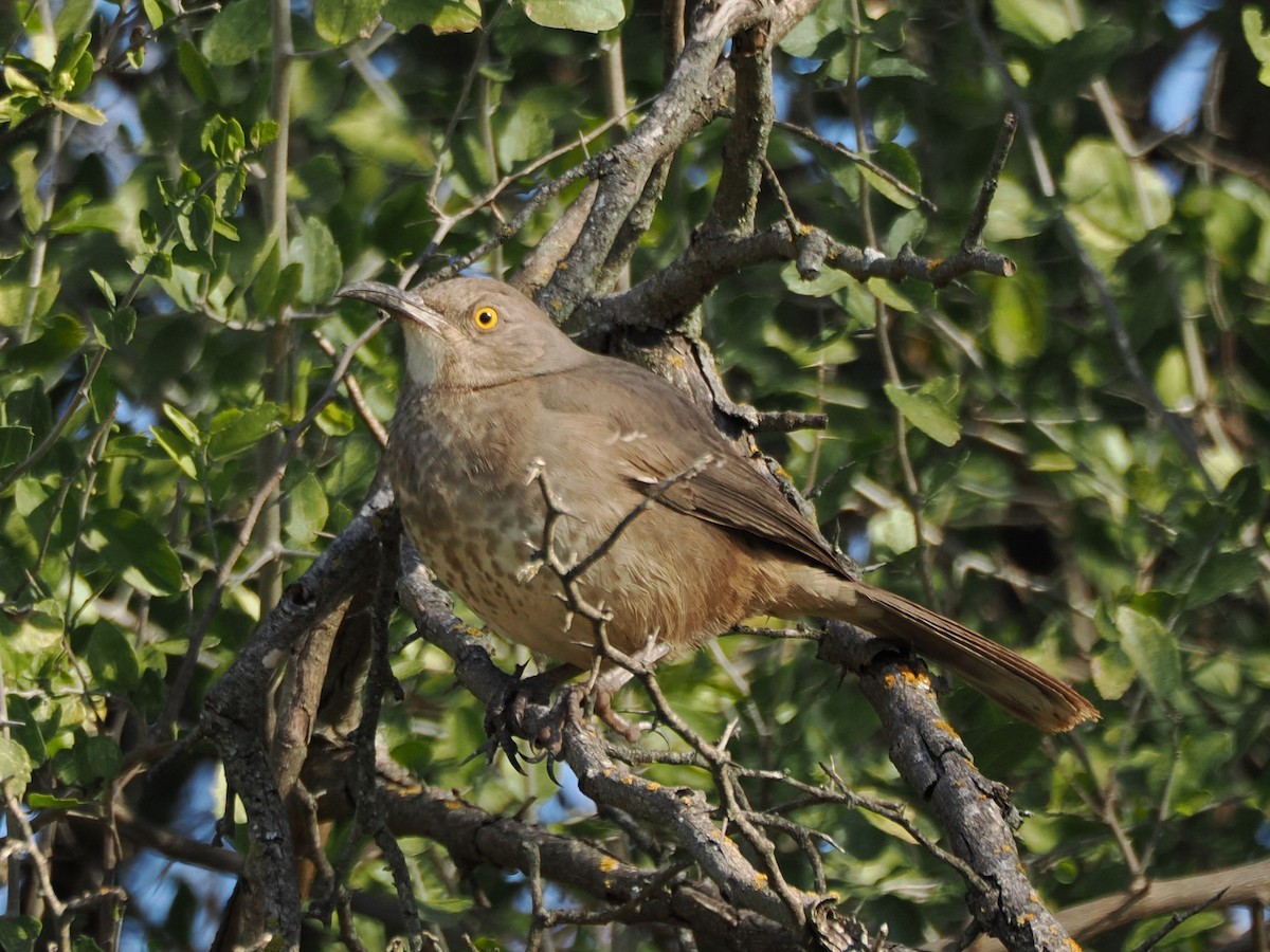 Curve-billed Thrasher - ML627840082