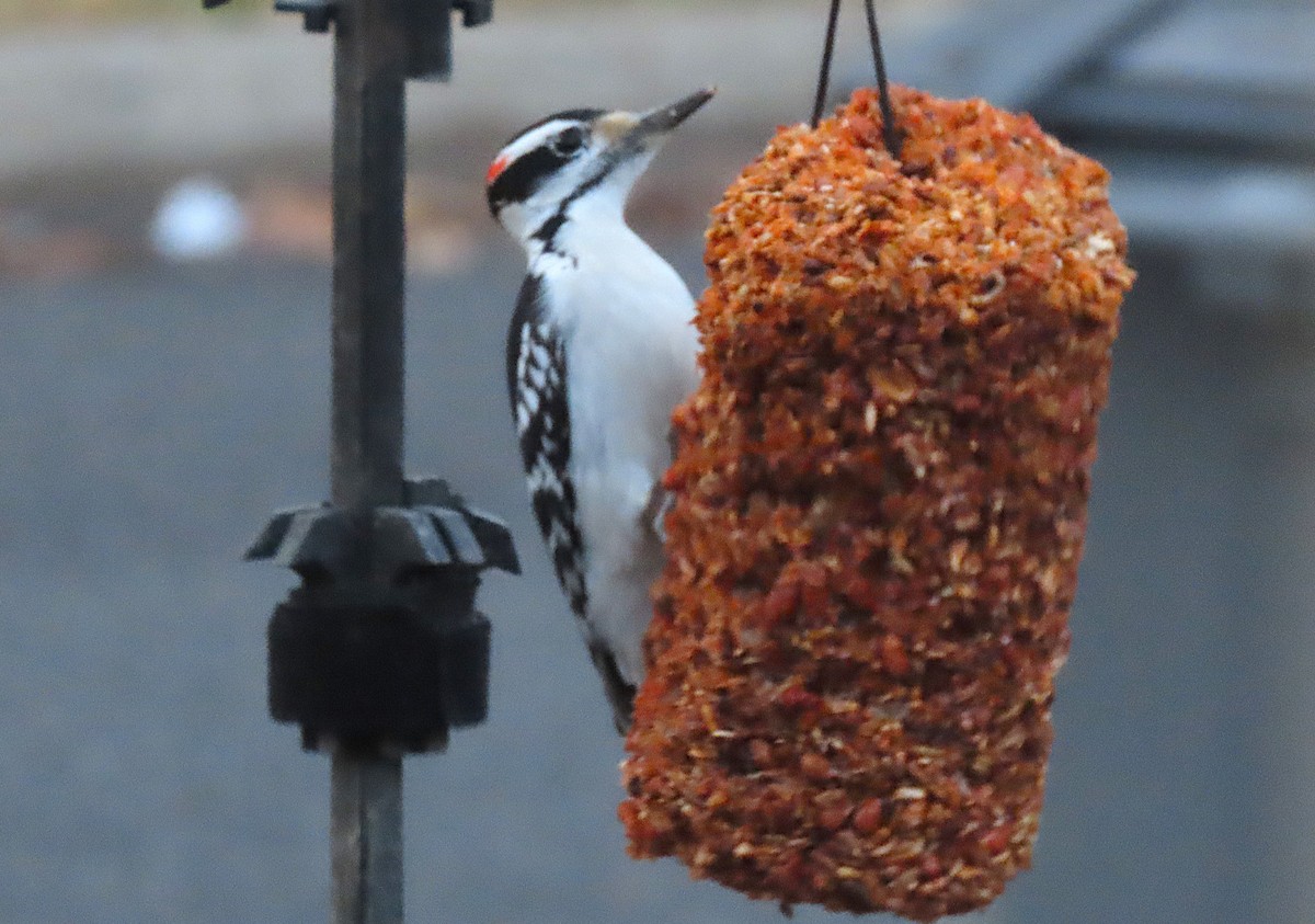 Hairy Woodpecker - ML627840110