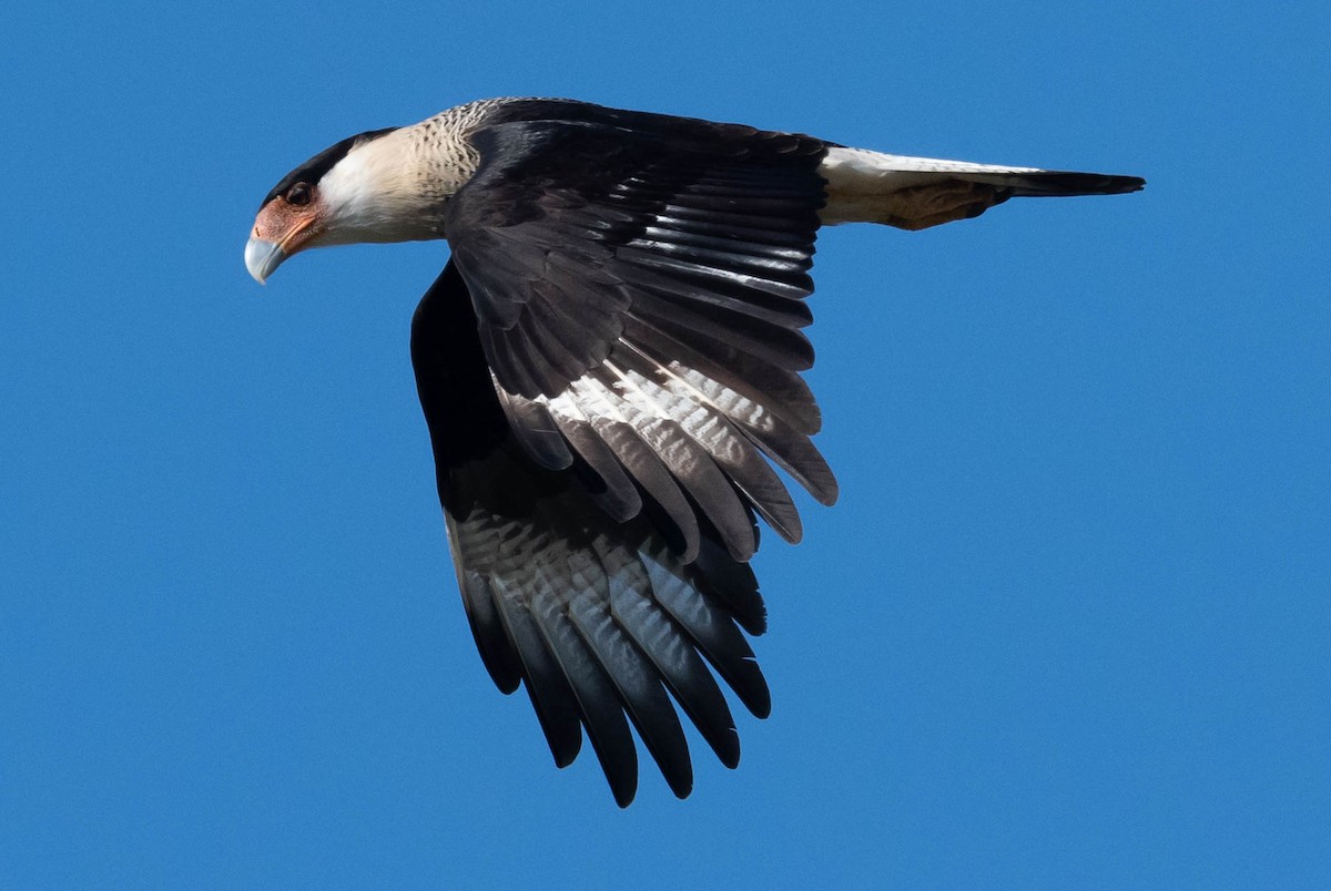 Crested Caracara - ML627840114