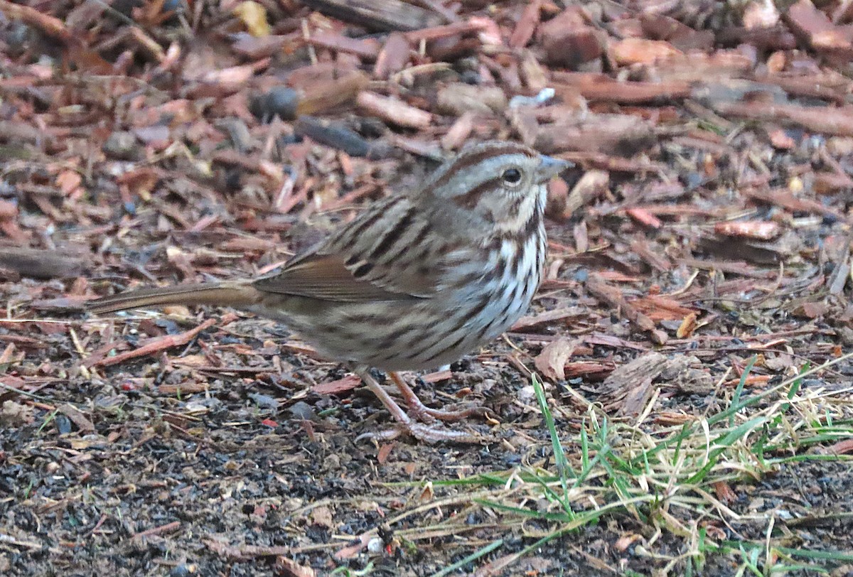 Song Sparrow - ML627840143