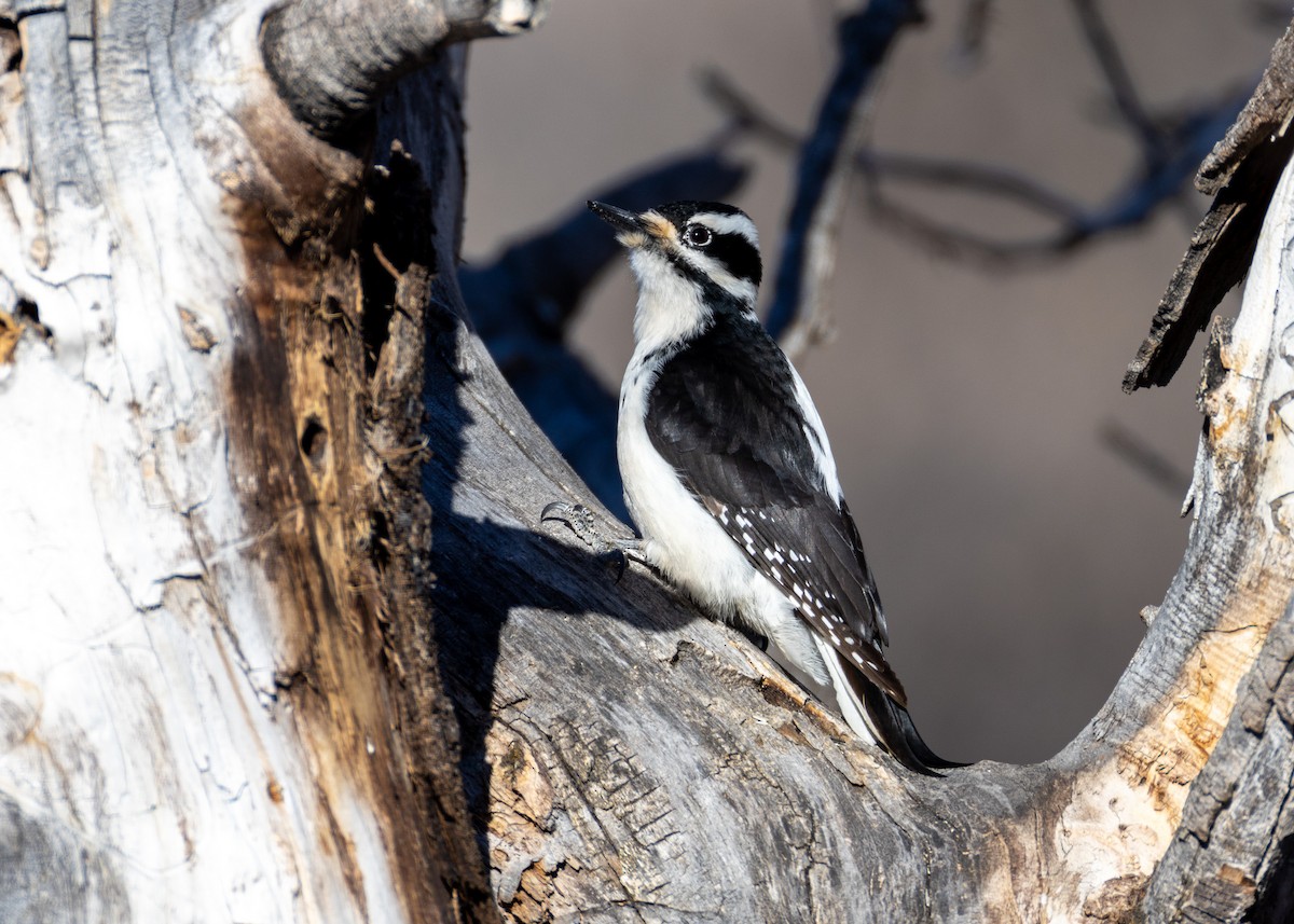 Hairy Woodpecker - ML627840154