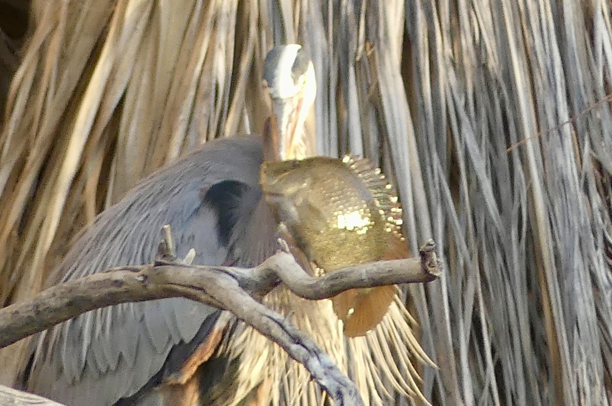 Great Blue Heron - ML627840192