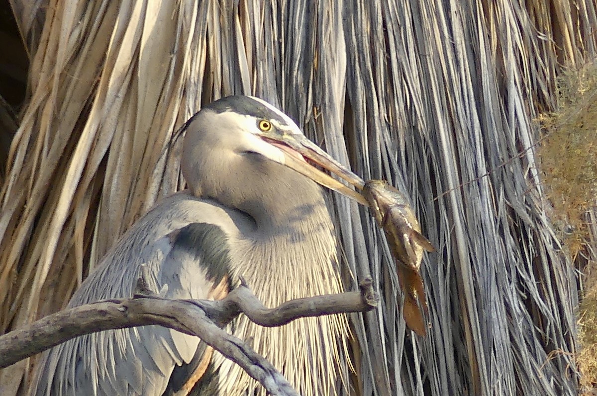 Great Blue Heron - ML627840193