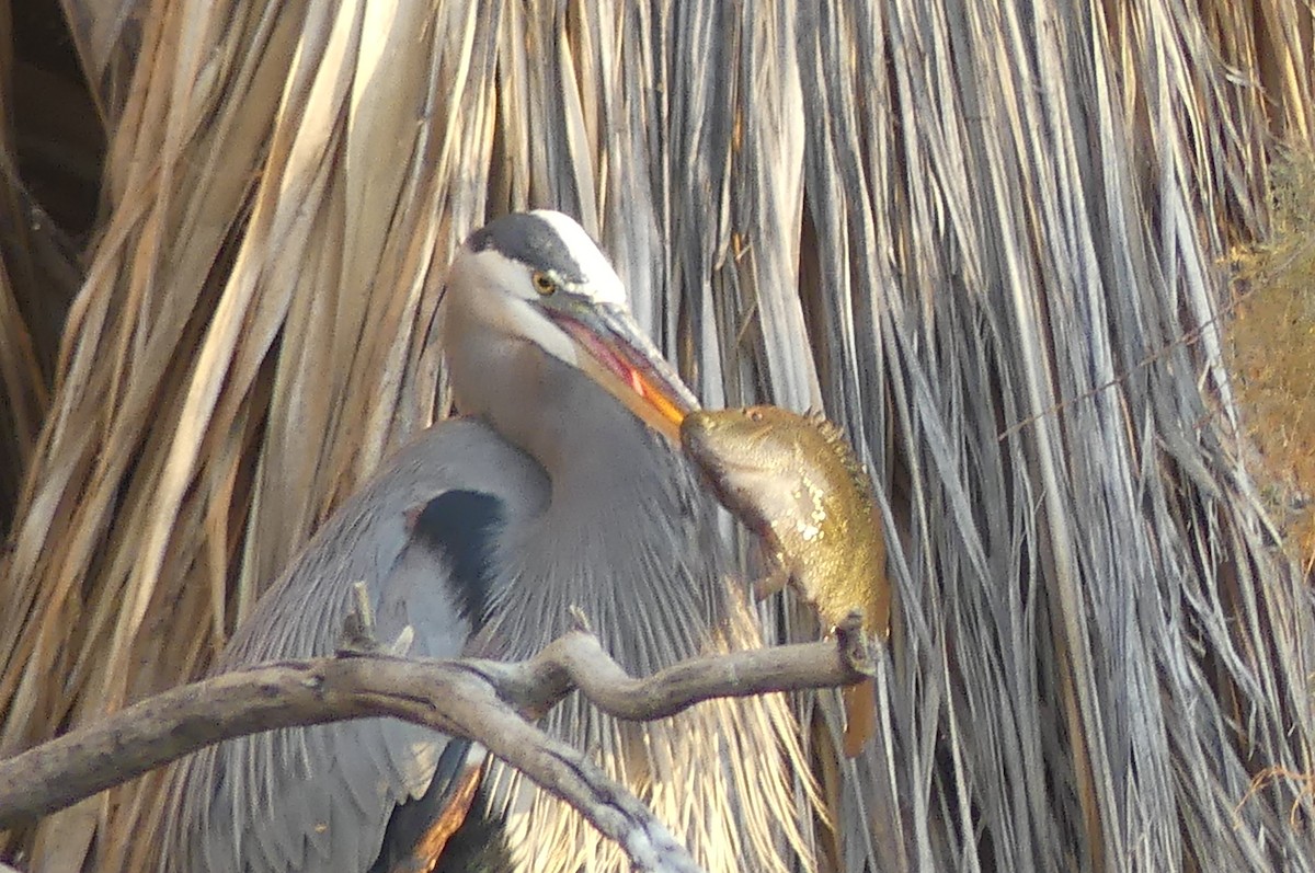 Great Blue Heron - ML627840194