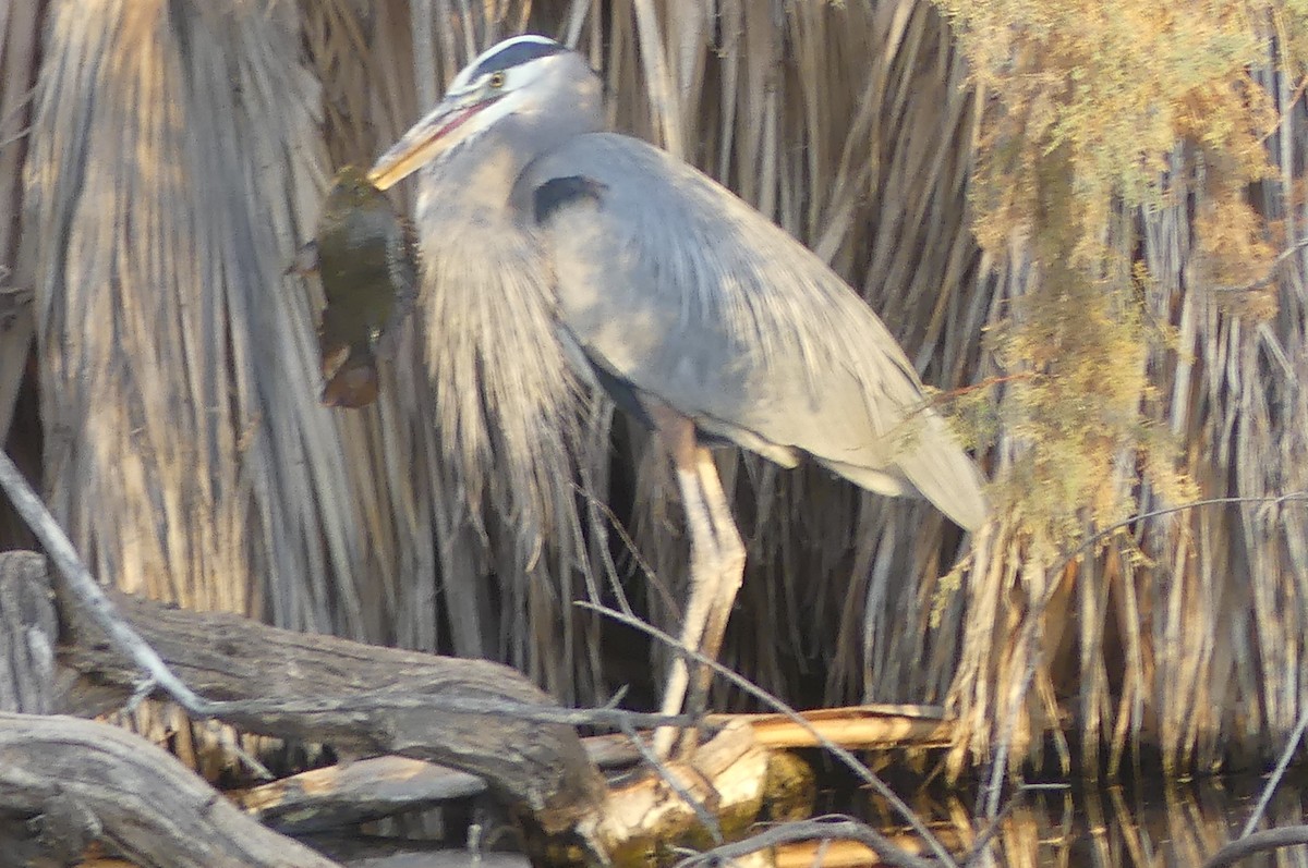 Great Blue Heron - ML627840200