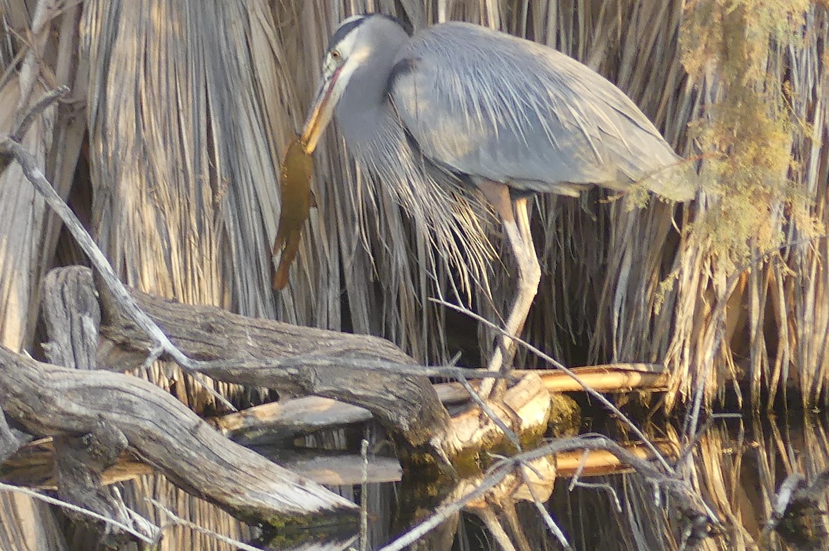 Great Blue Heron - ML627840201