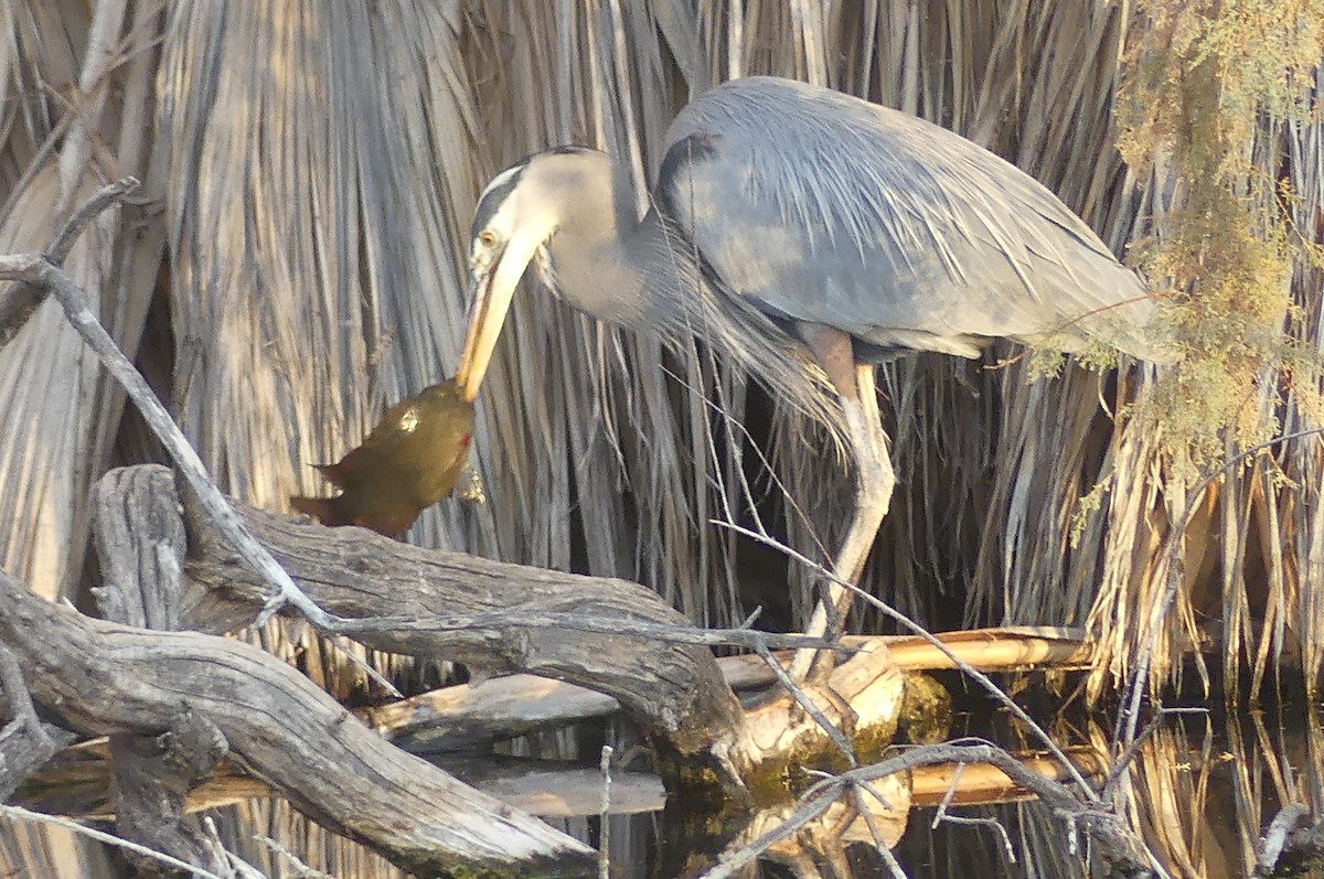 Great Blue Heron - ML627840202