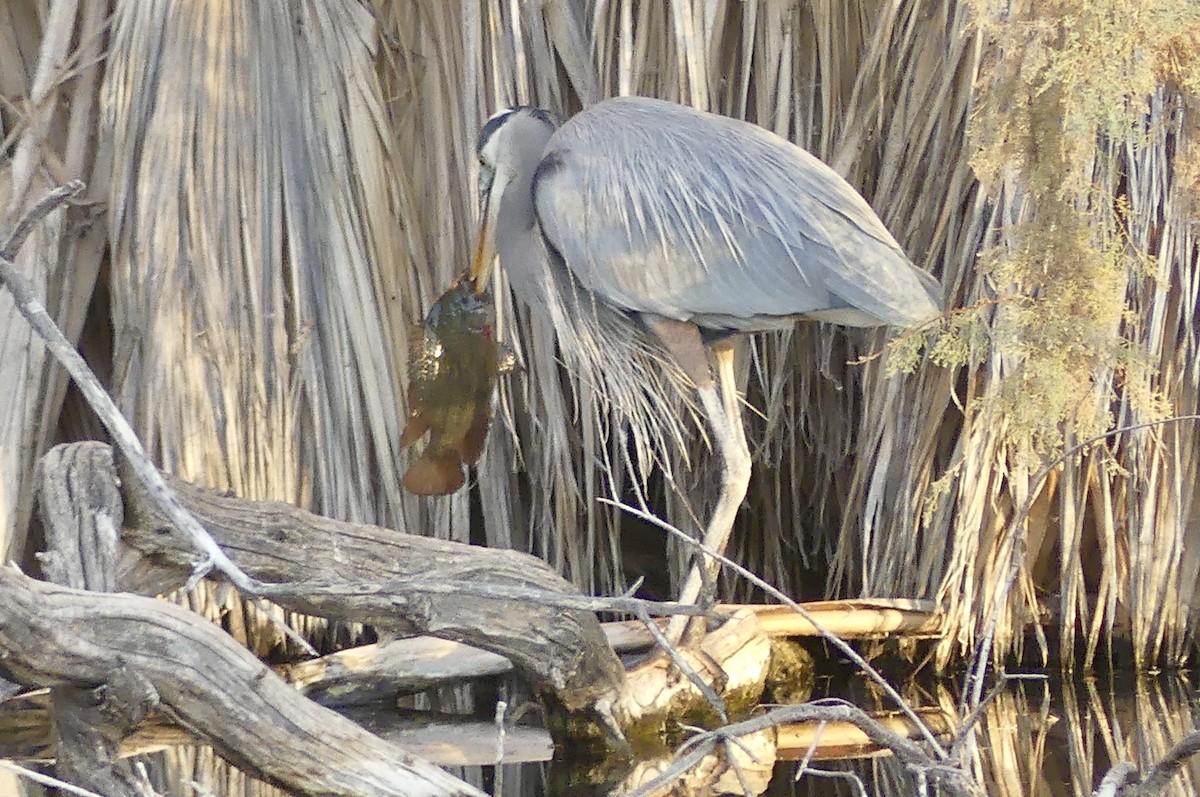 Great Blue Heron - ML627840221