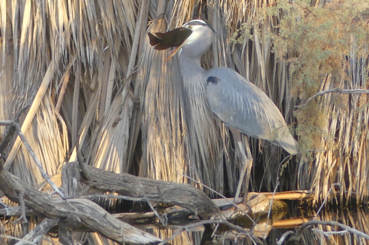 Great Blue Heron - ML627840222