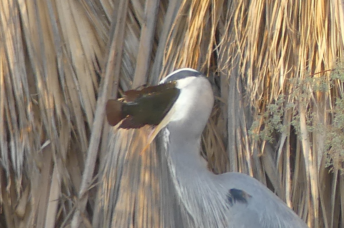 Great Blue Heron - ML627840223