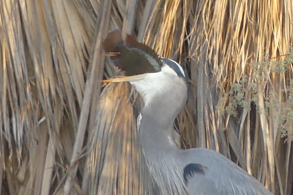 Great Blue Heron - ML627840235