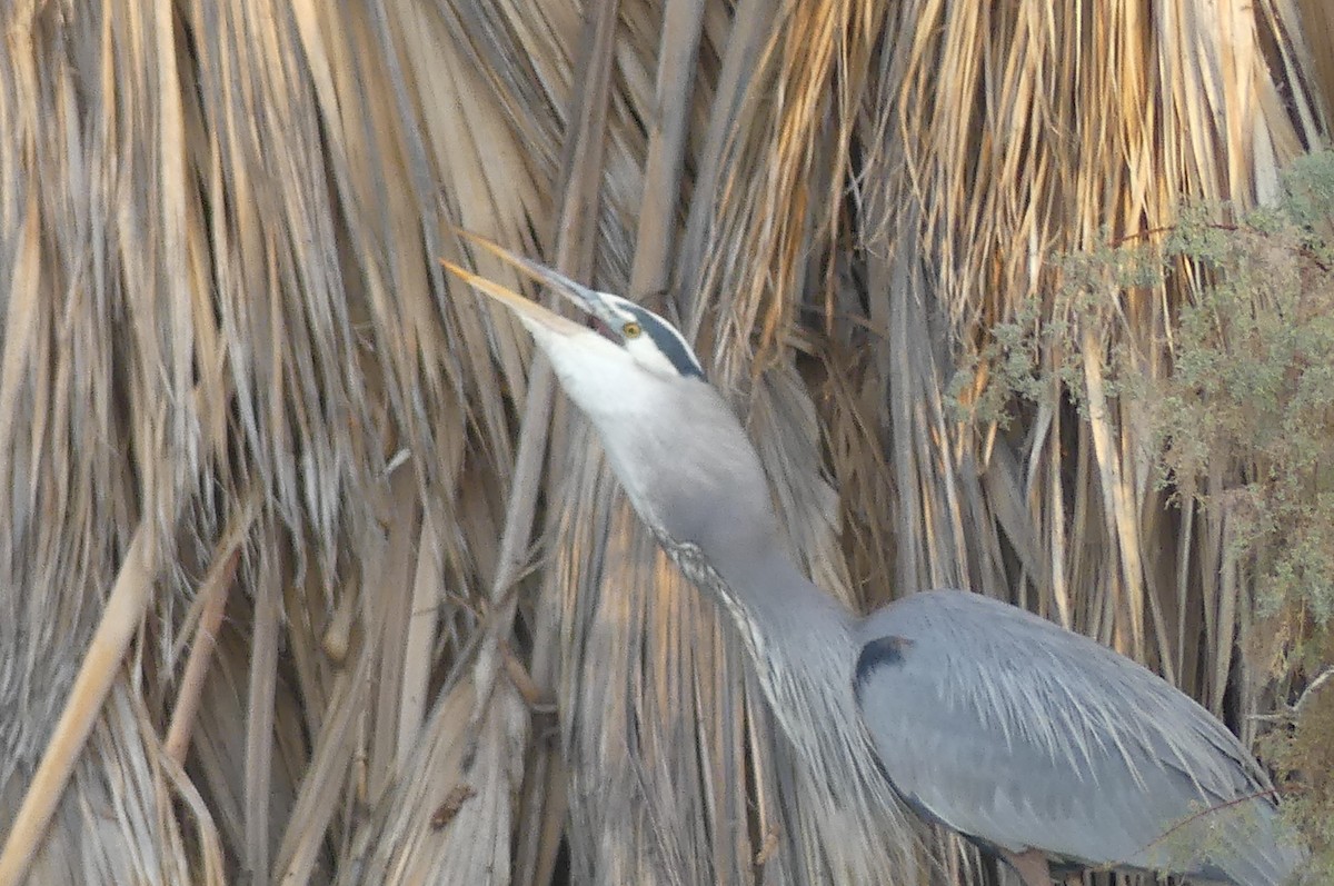 Great Blue Heron - ML627840236