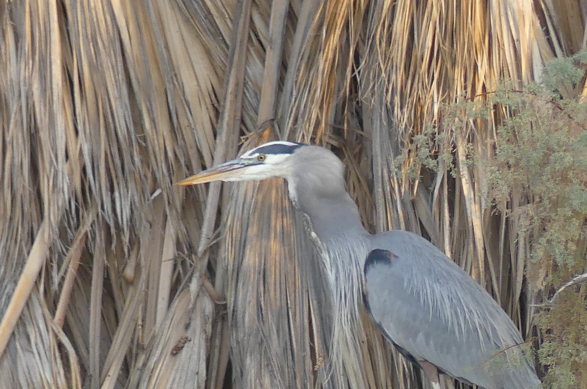 Great Blue Heron - ML627840237